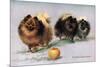 Three of Mrs. Hall Walker's Champion Pomeranians-null-Mounted Art Print