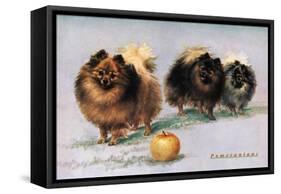 Three of Mrs. Hall Walker's Champion Pomeranians-null-Framed Stretched Canvas