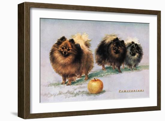 Three of Mrs. Hall Walker's Champion Pomeranians-null-Framed Art Print