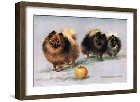 Three of Mrs. Hall Walker's Champion Pomeranians-null-Framed Art Print