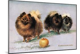 Three of Mrs. Hall Walker's Champion Pomeranians-null-Mounted Art Print