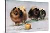 Three of Mrs. Hall Walker's Champion Pomeranians-null-Stretched Canvas