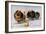 Three of Mrs. Hall Walker's Champion Pomeranians-null-Framed Premium Giclee Print