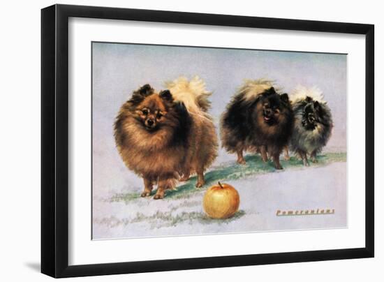 Three of Mrs. Hall Walker's Champion Pomeranians-null-Framed Premium Giclee Print