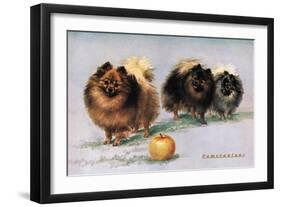 Three of Mrs. Hall Walker's Champion Pomeranians-null-Framed Premium Giclee Print