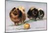 Three of Mrs. Hall Walker's Champion Pomeranians-null-Mounted Premium Giclee Print