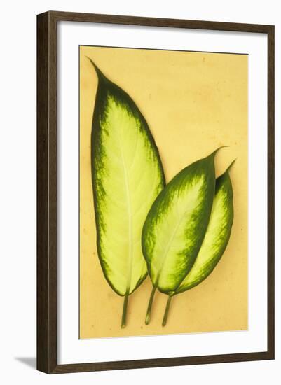 Three Oval Leaves-Den Reader-Framed Photographic Print