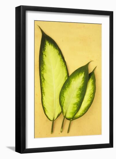 Three Oval Leaves-Den Reader-Framed Photographic Print