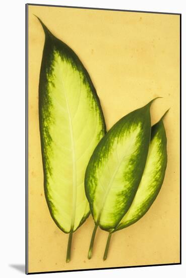 Three Oval Leaves-Den Reader-Mounted Photographic Print