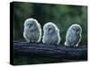 Three Owlets on Bough-Nosnibor137-Stretched Canvas