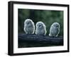 Three Owlets on Bough-Nosnibor137-Framed Photographic Print