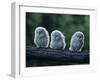 Three Owlets on Bough-Nosnibor137-Framed Photographic Print