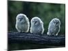 Three Owlets on Bough-Nosnibor137-Mounted Photographic Print