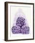 Three Packs of Buckwheat Noodles-Peter Medilek-Framed Photographic Print