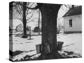 Three Pails Laying Against the Tree for Catching Maple Being Tapped in the Catskill Mt. Region-Richard Meek-Stretched Canvas