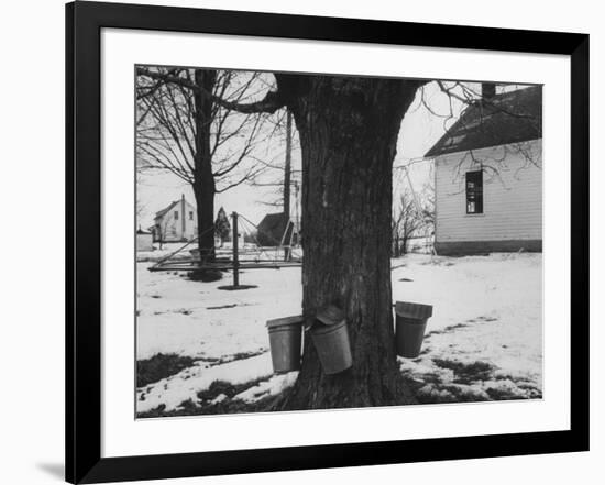 Three Pails Laying Against the Tree for Catching Maple Being Tapped in the Catskill Mt. Region-Richard Meek-Framed Photographic Print