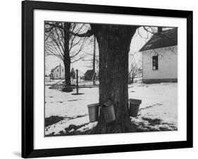 Three Pails Laying Against the Tree for Catching Maple Being Tapped in the Catskill Mt. Region-Richard Meek-Framed Photographic Print