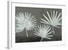 Three Palmettos-Steve Peterson-Framed Art Print