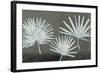 Three Palmettos-Steve Peterson-Framed Art Print