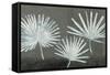 Three Palmettos-Steve Peterson-Framed Stretched Canvas