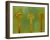 Three Palms II-Patricia Pinto-Framed Art Print