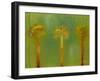 Three Palms II-Patricia Pinto-Framed Art Print