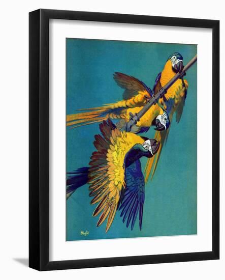 "Three Parrots,"March 11, 1939-Julius Moessel-Framed Giclee Print