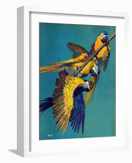 "Three Parrots,"March 11, 1939-Julius Moessel-Framed Giclee Print