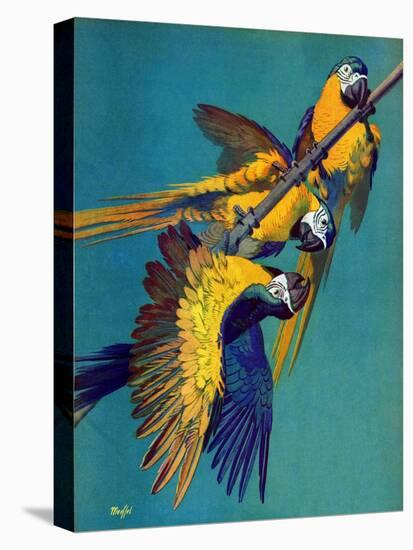 "Three Parrots,"March 11, 1939-Julius Moessel-Stretched Canvas