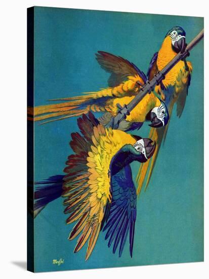 "Three Parrots,"March 11, 1939-Julius Moessel-Stretched Canvas