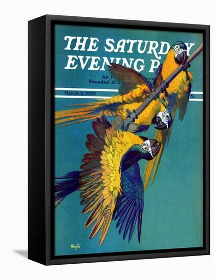 "Three Parrots," Saturday Evening Post Cover, March 11, 1939-Julius Moessel-Framed Stretched Canvas