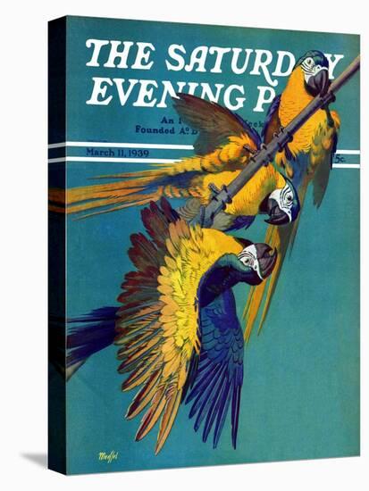 "Three Parrots," Saturday Evening Post Cover, March 11, 1939-Julius Moessel-Stretched Canvas