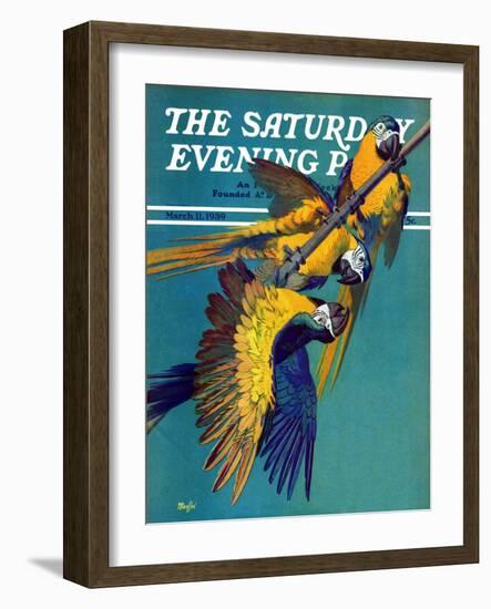 "Three Parrots," Saturday Evening Post Cover, March 11, 1939-Julius Moessel-Framed Giclee Print