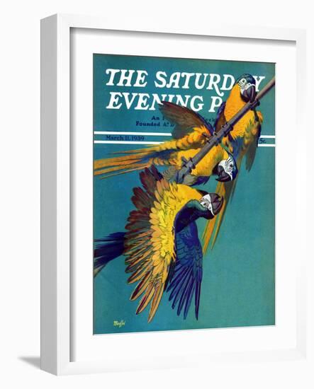 "Three Parrots," Saturday Evening Post Cover, March 11, 1939-Julius Moessel-Framed Giclee Print