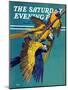 "Three Parrots," Saturday Evening Post Cover, March 11, 1939-Julius Moessel-Mounted Giclee Print