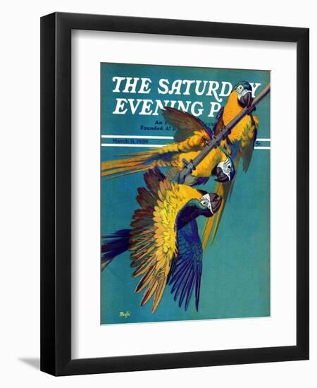 "Three Parrots," Saturday Evening Post Cover, March 11, 1939-Julius Moessel-Framed Giclee Print