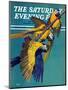 "Three Parrots," Saturday Evening Post Cover, March 11, 1939-Julius Moessel-Mounted Giclee Print