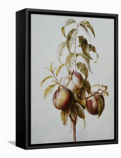 Three Peaches on a Branch-Bessa Pancrace-Framed Stretched Canvas