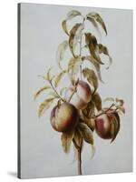 Three Peaches on a Branch-Bessa Pancrace-Stretched Canvas