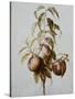 Three Peaches on a Branch-Bessa Pancrace-Stretched Canvas