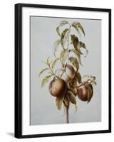 Three Peaches on a Branch-Bessa Pancrace-Framed Giclee Print