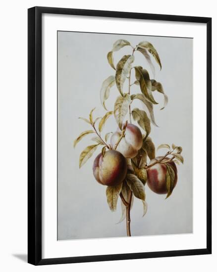 Three Peaches on a Branch-Bessa Pancrace-Framed Giclee Print