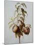 Three Peaches on a Branch-Bessa Pancrace-Mounted Giclee Print