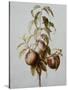 Three Peaches on a Branch-Bessa Pancrace-Stretched Canvas