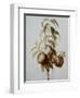 Three Peaches on a Branch-Bessa Pancrace-Framed Giclee Print