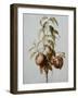 Three Peaches on a Branch-Bessa Pancrace-Framed Giclee Print