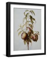 Three Peaches on a Branch-Bessa Pancrace-Framed Giclee Print