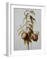 Three Peaches on a Branch-Bessa Pancrace-Framed Giclee Print