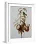 Three Peaches on a Branch-Bessa Pancrace-Framed Giclee Print