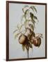 Three Peaches on a Branch-Bessa Pancrace-Framed Giclee Print